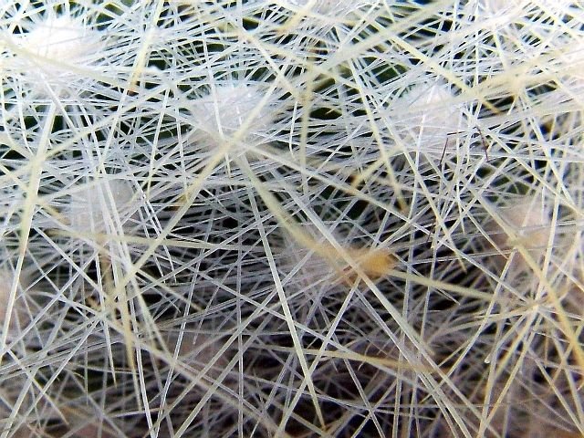 Mammillaria _senilis_ 04